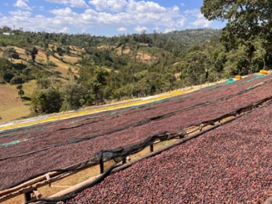 Ethiopia Natural