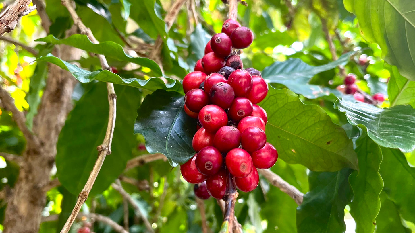 Bali Kintamani