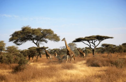 Kenya