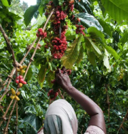 Kenya