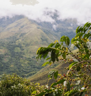 Peru Decaf